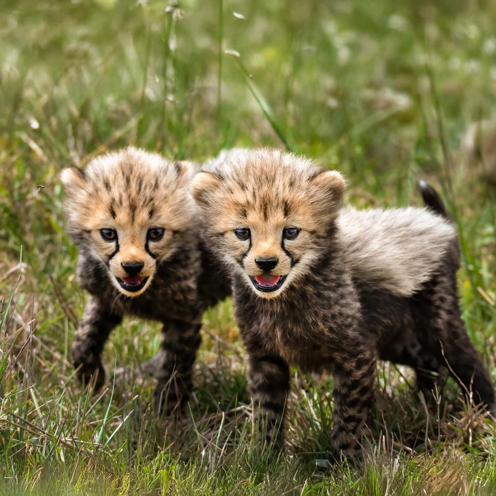 DSC_7945-Edit-DeNoiseAI-denoise